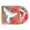 画像2: DIE YOUNG - Wanted To Believe [CD] (2)
