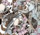 画像: DESOLATED - The End [CD]